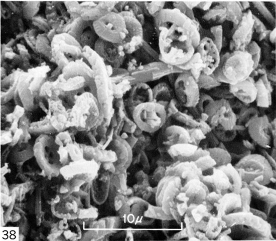 Black and white micrograph of fecal pellet from nonlaminated, nonbioturbated chalk, Logan County.