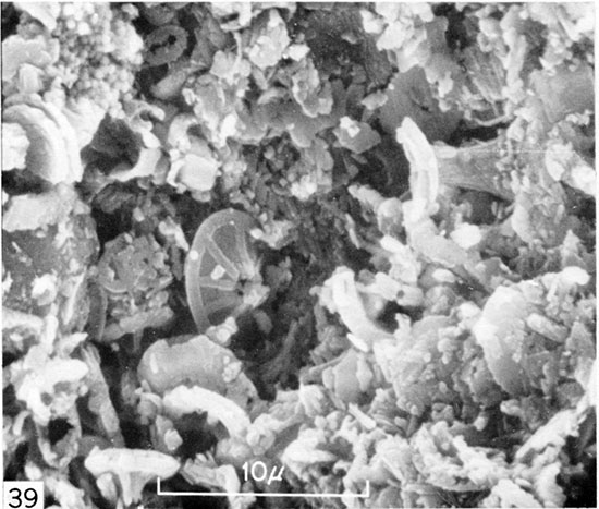 Black and white micrograph of matrix in nonlaminated, nonbioturbated chalk, Logan County.