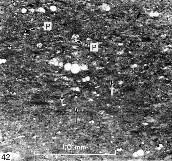Black and white micrograph of bioturbated chalk, Gove County.