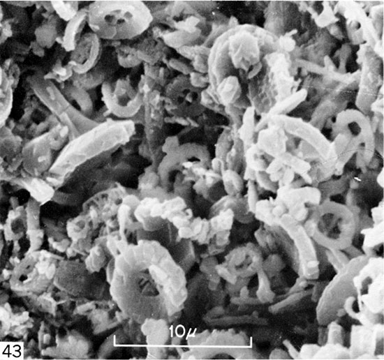 Black and white micrograph of fecal pellet in bioturbated chalk sample, Gove County.