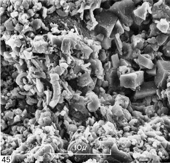 Black and white micrograph of bioturbated chalk sample from upper part of Fort Hays Limestone Member, Trego County.