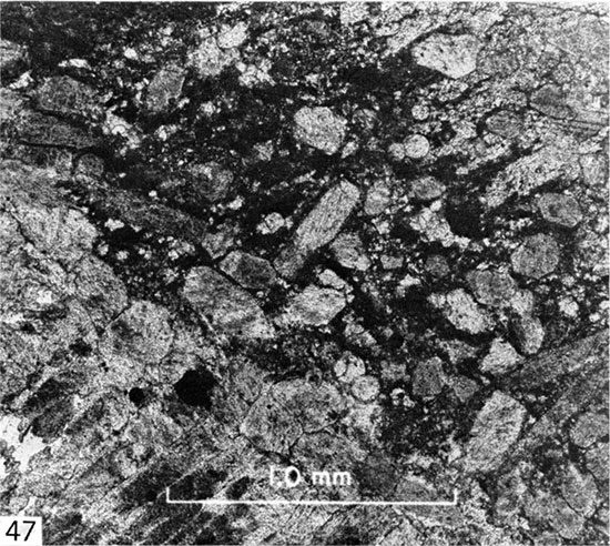 Black and white micrograph of biomicrudite, Gove County.
