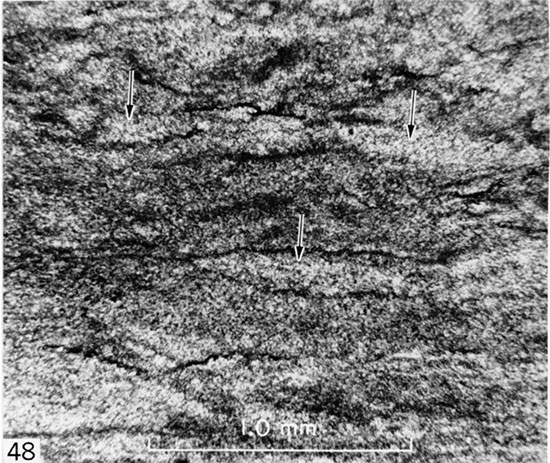 Black and white micrograph of Uintacrinus-rich limestone from middle part of Smoky Hill Member, Logan County.