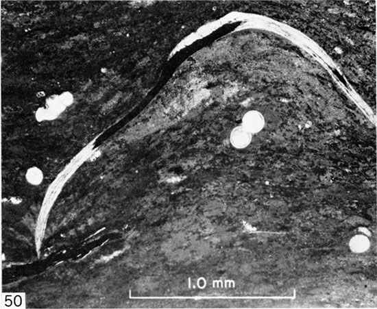 Black and white micrograph of partially bioturbated chalk from Marker Unit 10, Gove County.