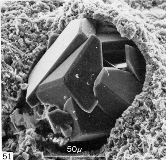 Black and white micrograph of pplanktonic foraminifer test, Trego County.