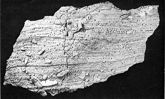 Black and white photo of Valve fragment of Inoceramus ?(Platyceramus) platinus, Gove County.