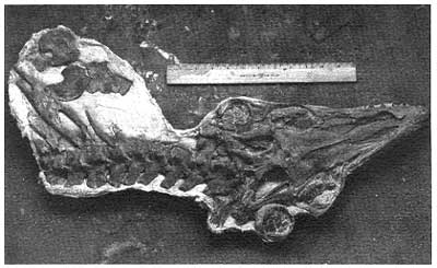 fossil of head with pointed snout, spine to left of head, whole fossil over 2 feet wide, skull 1 foot across