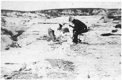 two men sitting on eroded chalk bluff, placing cloth and plaster around a fossil to keep it safe during transportation