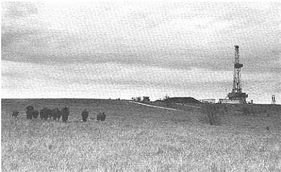 large drilling rig in distance on hill in grasslands; buffalo in foreground