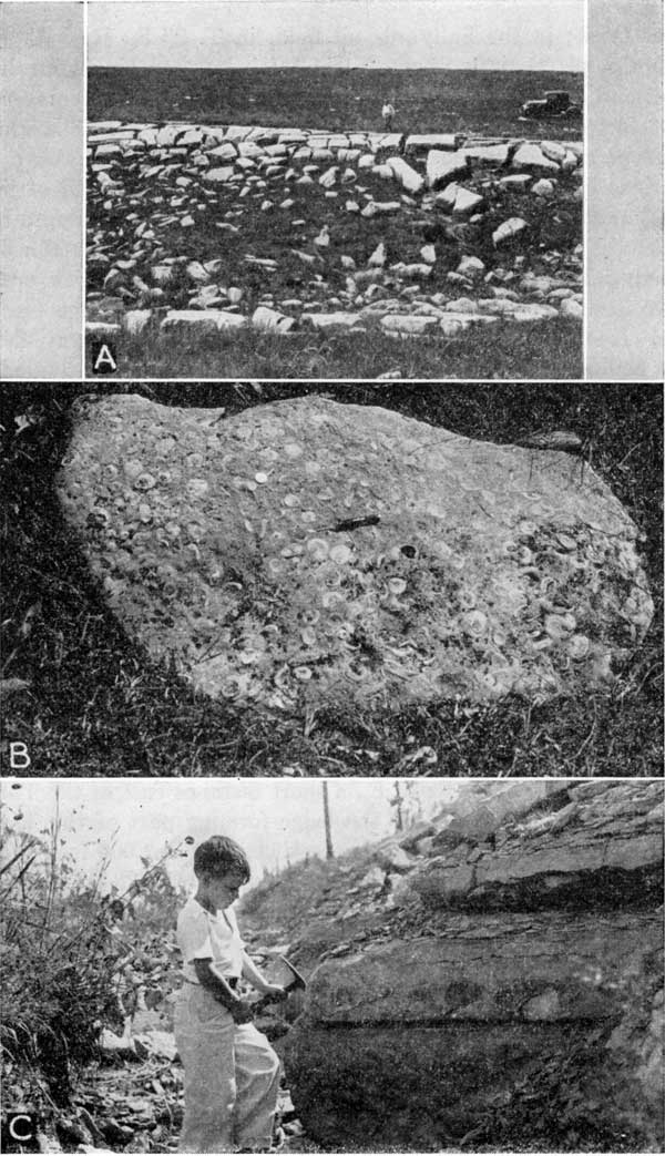 Three black and white photos; top is of limestone outcrop in grassland, middle is of rounded boulder of fossiliferous limestone, bottom is of boy with rock hammer next to limestone bed.