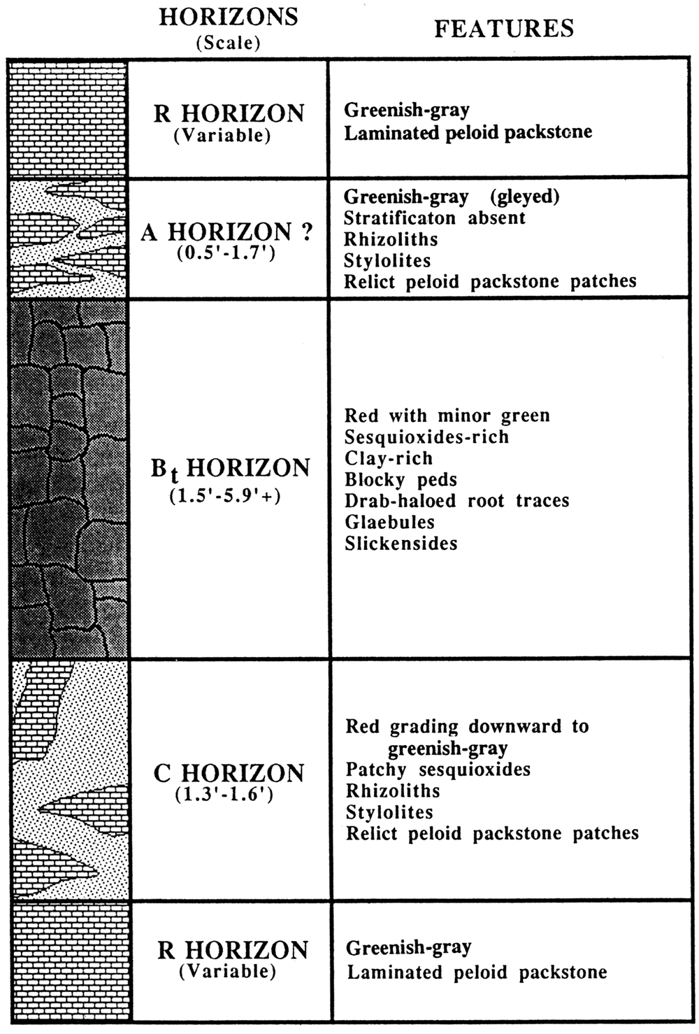 Alfisols showing horizons and features in the Shore Airport Formation type section.