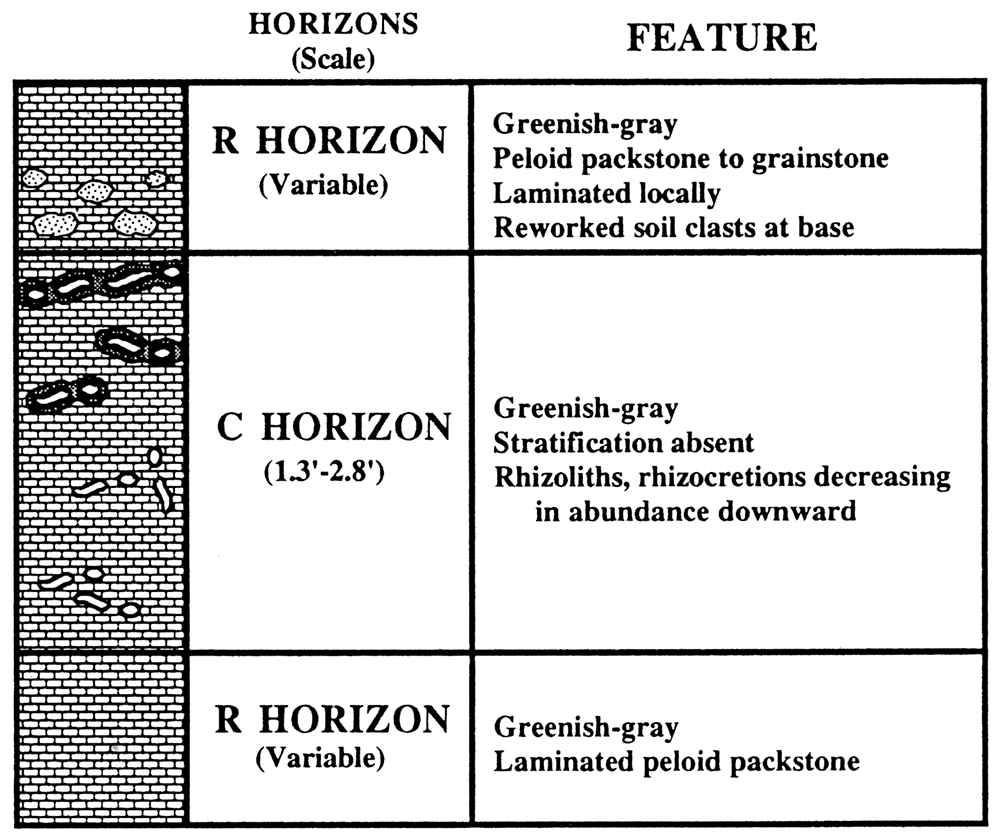 Entisols showing horizons and features in the Shore Airport Formation type section.