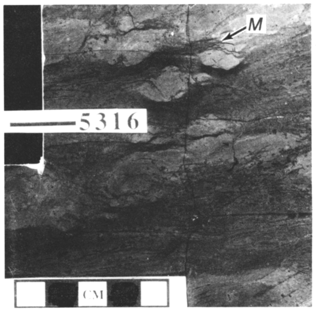 Peloid packstone with laminations and microstylolite swarms (M). 5,315-5,316-ft [1,595-m] core depth, Amoco #1 Breeding F.