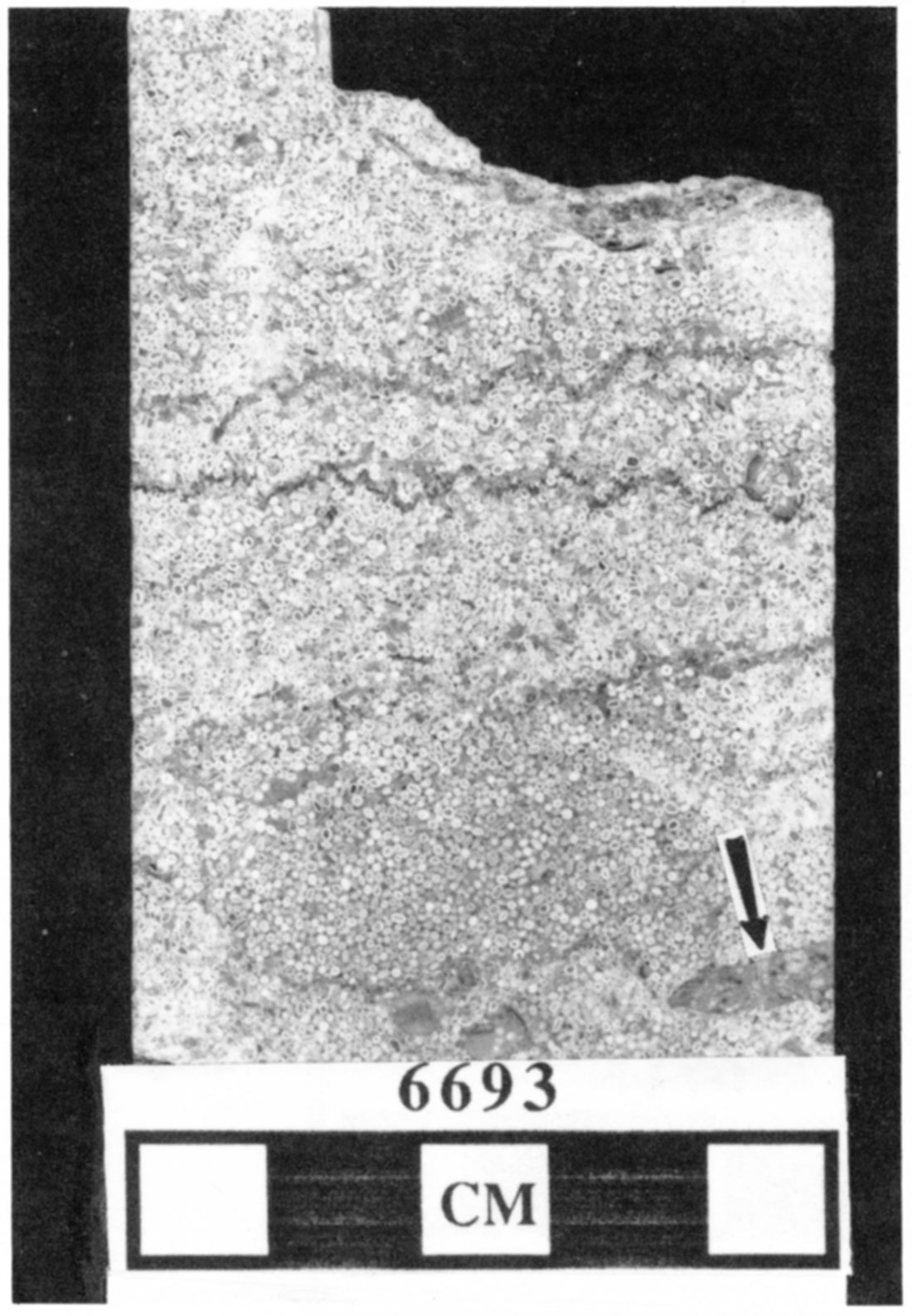 Skeletal packstone/wackestone from the Stevens Member in the Mobil #1 Foster.