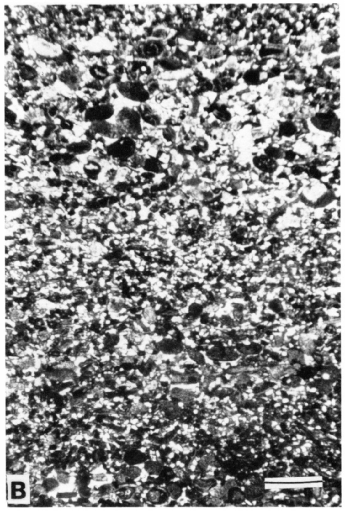 Photomicrograph of climbing translatent stratification shown in 15A. Scale bar is 1 mm.