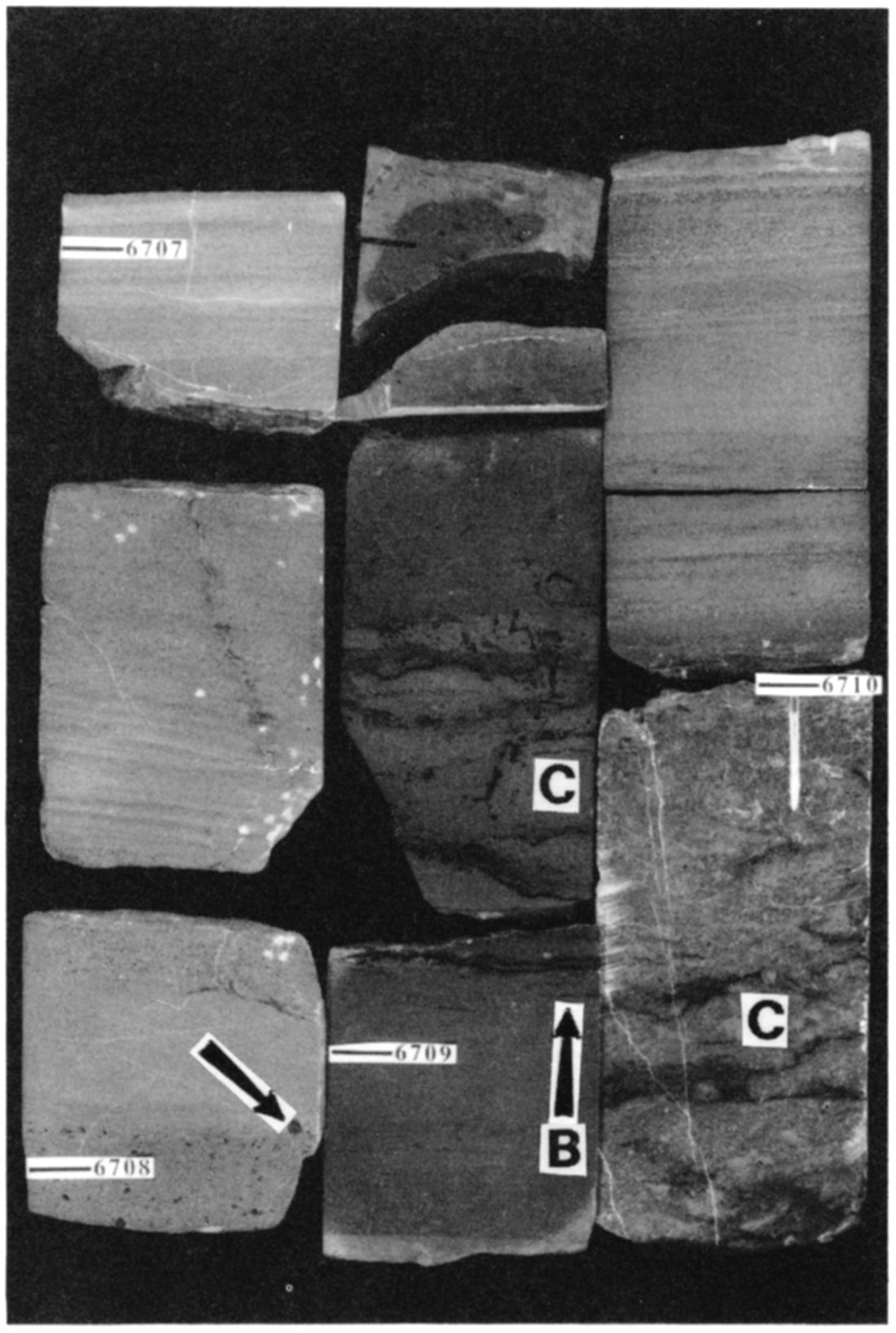 Quartzose grainstone from the Stevens Member in the Mobil #1 Foster was deposited as a vegetated eolian sand sheet.