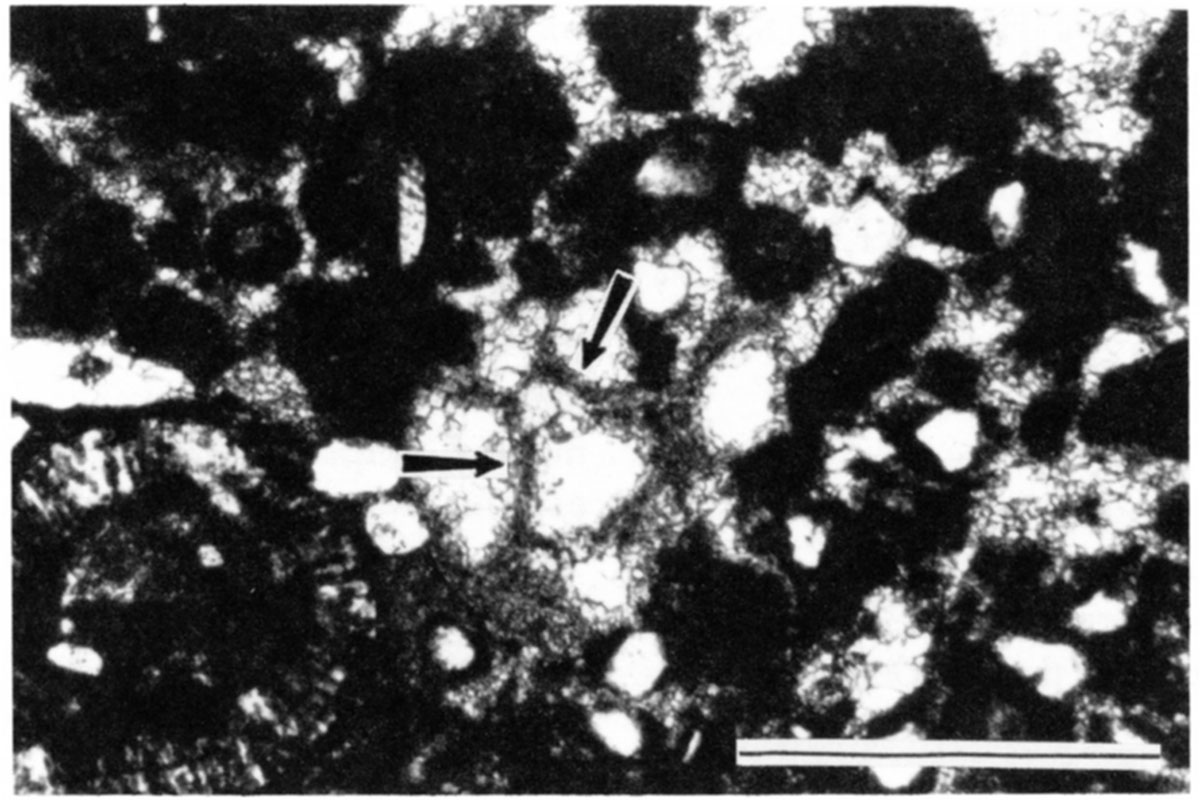 Thin micritic walls (arrows) that divide pores are interpreted as alveolar texture in a calcrete in the thin Steves Member eolianite.