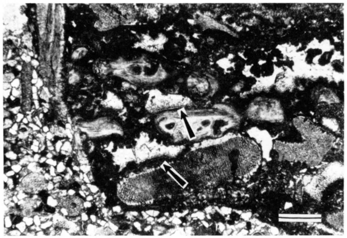 Brownish micritic and sparry calcite cement in a lithoclast at the base of the Ste. Genevieve eolianite in the Mobil #1 Foster.