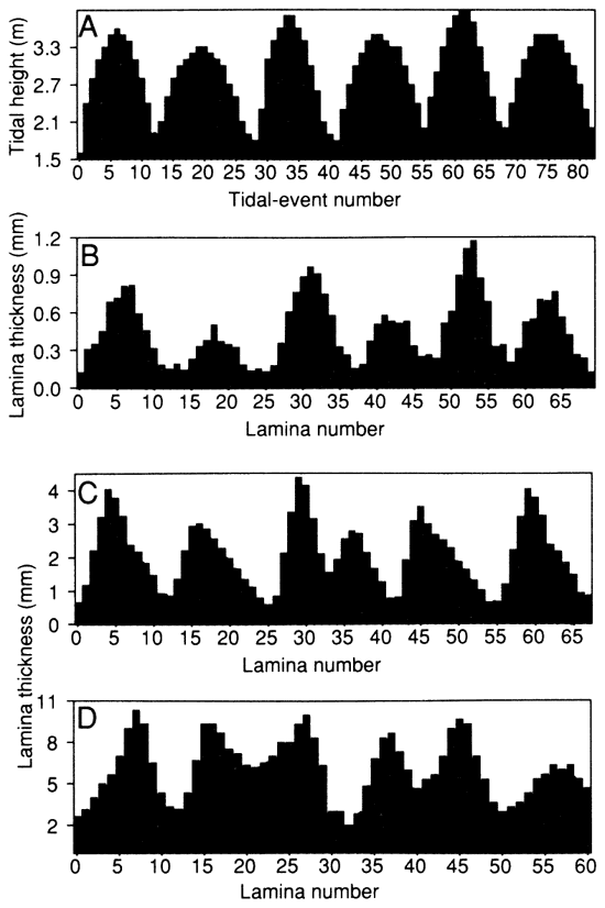 Lamina thickness from four sites.