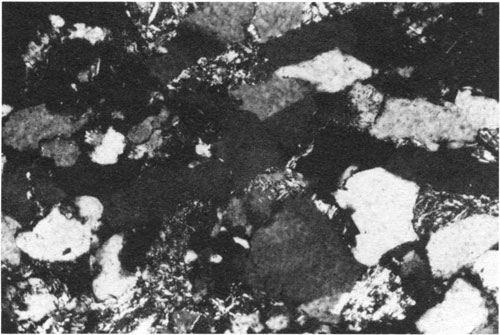 Black and white photomicrograph.