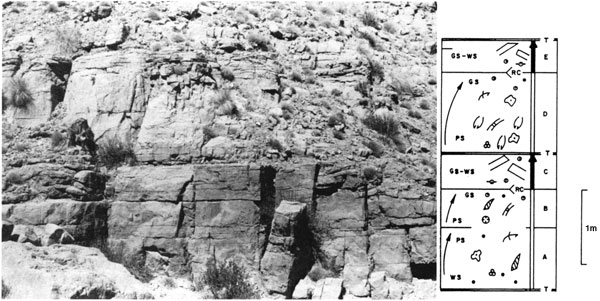 Black and white photo of outcrop; lower gray massive unit is at least a meter thick; upper beds are lighter in color and more broken up.
