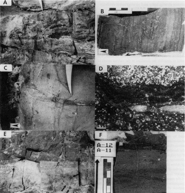 Six black and white photos, three photomicrographs and three outcrop photos.