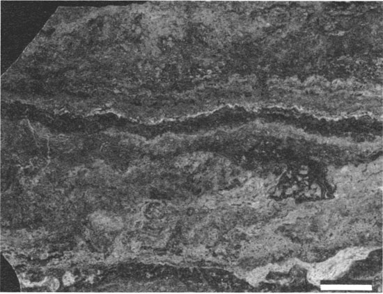 Black and white photo of polished sample of paleosol.
