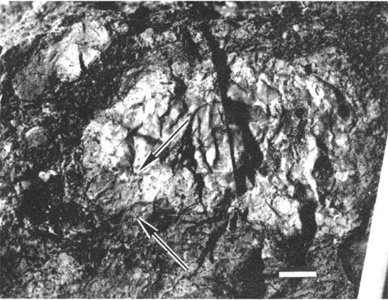Black and white photo of chert cobble.
