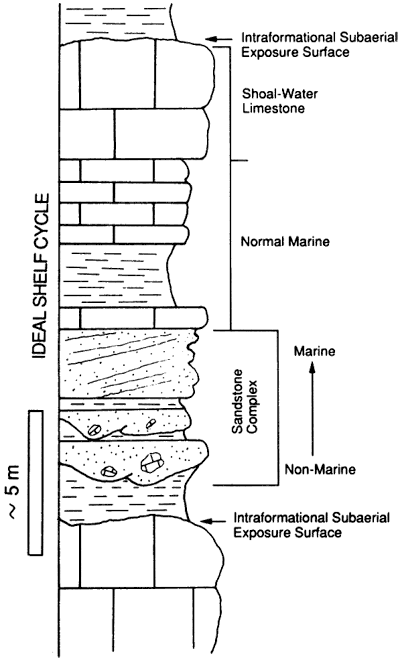 Shelf cycle, from top, subaerial exposure surface, shoal-water limestone, normal marine, marine and non-marine sandstone complex, and subaerial exposure surface.