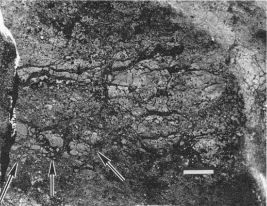 Black and white photo of outcrop.