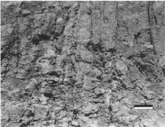 Black and white photo of outcrop.