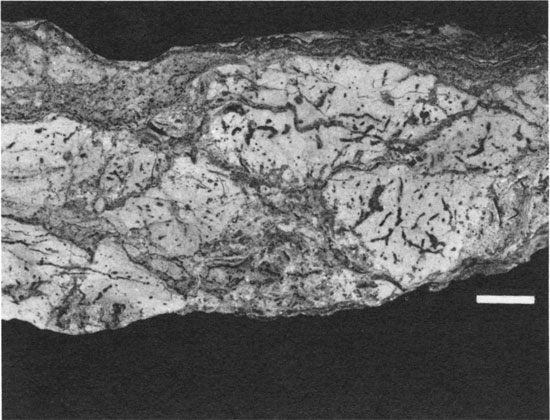 Black and white photo of piece of Sniabar limestone, polished.