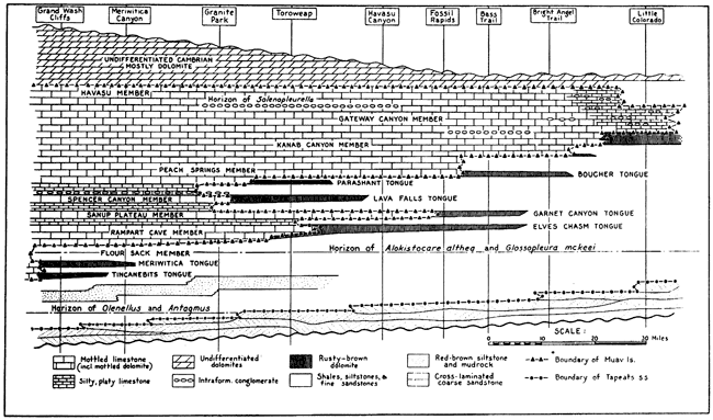 Cross section of the Cambrian of the Grand Canyon.