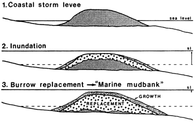 Cross sections show process of coastal storm levee, inundation of levee, and then burrow replacement.