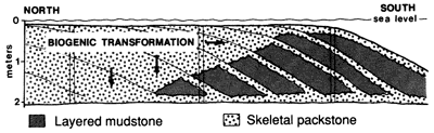 Cross section shows skeletal packstone covering layered mudstone.