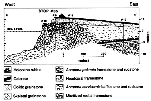 Cross section of shore, Boat Cove, West Caicos.