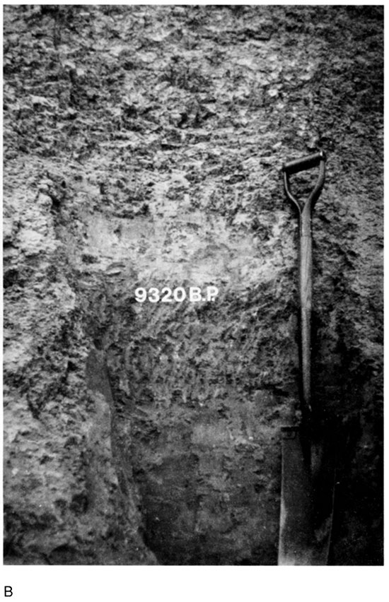 Black and white photo of Rucker section, Bt horizon of soils 3 and 4.