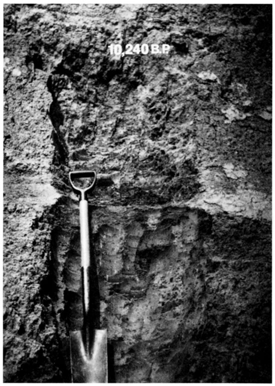 Black and white photo of soils 5 and 6 at the base of the McCreight section.