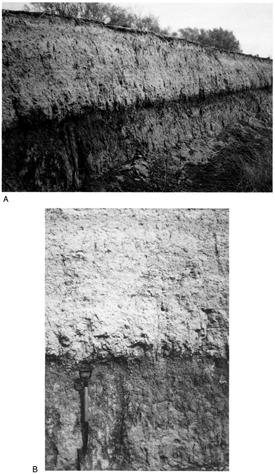 Black and white photos of trench silo cut into T-1 fill and close-up of soil 5 exposed in the wall.