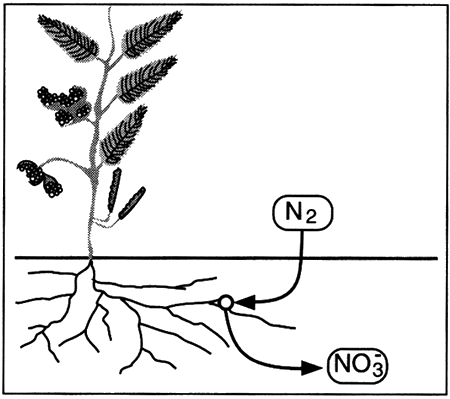 Nitrogen converted to nitrate.