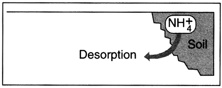 Ammonium can move back from soil back to soil water.