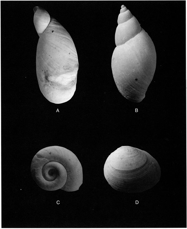 Mollusks recovered from the Belpre Trench.