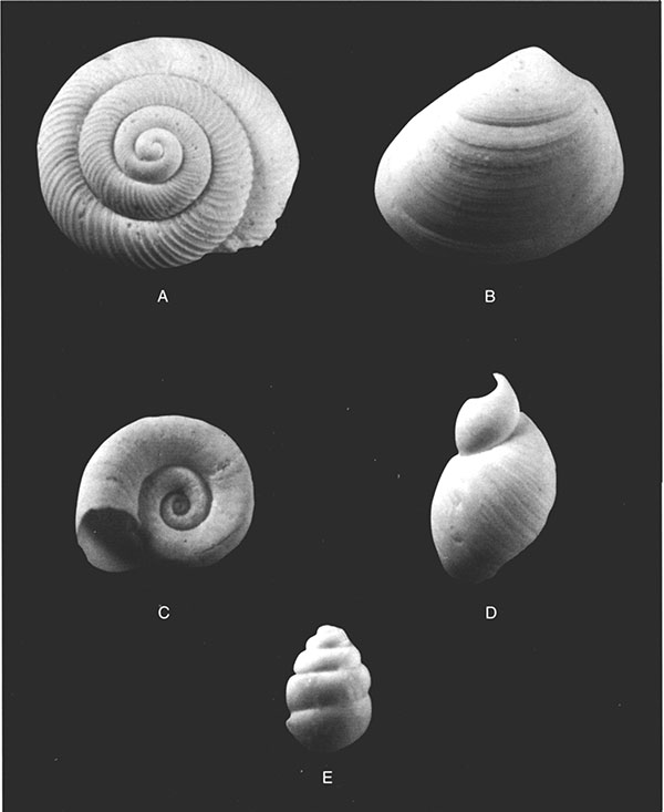 Mollusks recovered from the Phillips Trench.