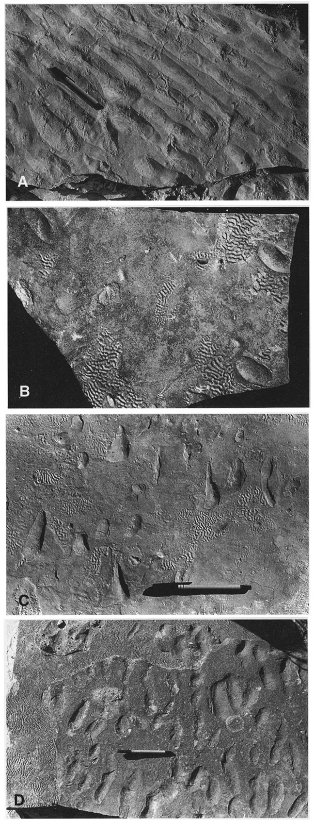 Black and white photos of sedimentary structures in unit A1.