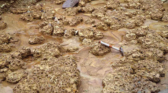 Color photo of stromatolites exposed in lake spillway; rock hammer for scale.