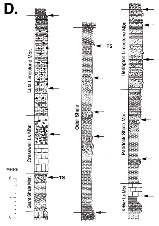 Stratigraphic sections; Herington Ls Mbr of Nolans Ls dwn to Grant Sh Mbr of Winfield Ls.