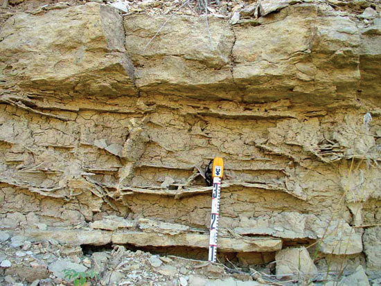Color photo of closeup of Havensville Shale Member.