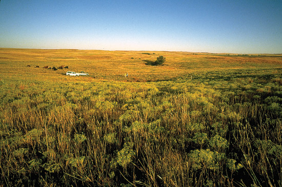 Color photo of small sinkhole within gentle hills.