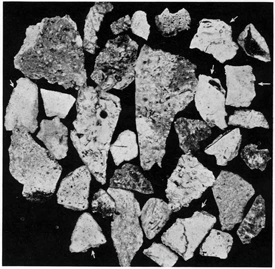 Black and white photomicrograph of cuttings from Cowley and Warsaw formations.