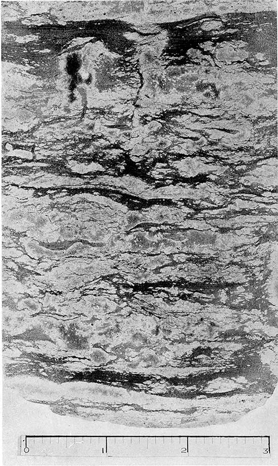 Black and white photo of core from Cowley formation.